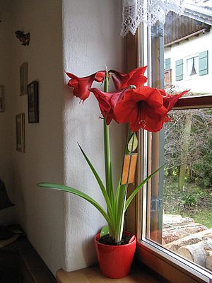 Blume am Fenster